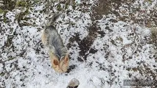 Приехали с собаками на дачу. Луна первый раз на улице