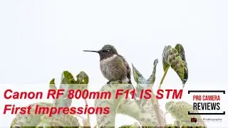 Canon RF 800mm F11 IS STM First Impressions