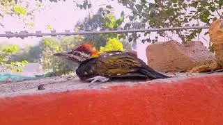 baby birds 🐥 video.#birds #baby #babybirds