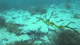 Seadragons - Flinders pier, Victoria