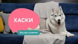 Сибирский хаски: все о породе, плюсы и минусы — шоу «Собака: ожидание/реальность»