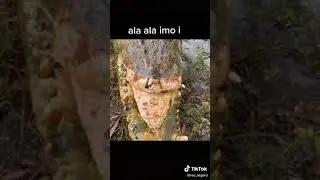 Story Wa Instagram Buaya lucu