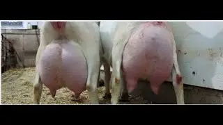 saanen goats | saanen goat