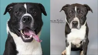 Before And After Photos Show How Long Dog Has Been Living In The Shelter