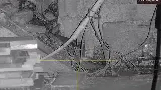 farmyard ratting part39