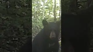 Un ours magnifique se présente à la caméra