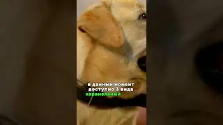 Кофе для собак 🐶: в США изобрели растворимый кофе для собак 🐾