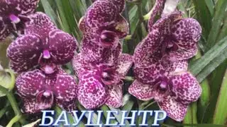№912/ СВЕЖИЕ орхидеи в БАУЦЕНТРЕ