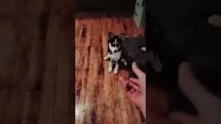 my funny puppy 