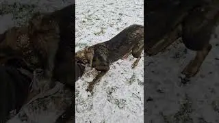 ОВЧАРКА