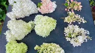 Panicle Hydrangea comparison, limelight, strawberry vanilla, pinky winky, strawberry sundae and more
