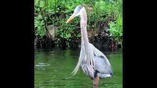 SWALLOWED ALIVE by Heron: Fish Tries to Get Out!!!!!! WOW