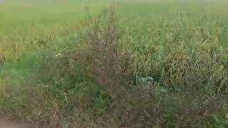 SIAP PANEN CIHERANG THAILAND Oktober 2022.