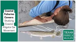 Coastal Fisheries Careers | Studying Alligator Gar Movement