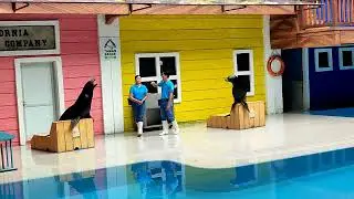 pertunjukan singa laut di taman safari Indonesia