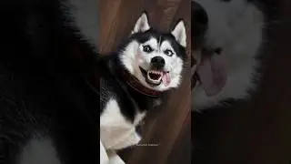 Normal dogs vs Huskies🤣🐕