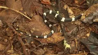 Rhinobothryum lentiginosum