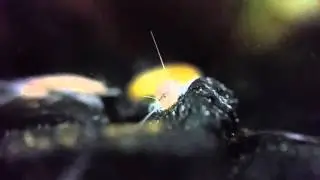 Freshwater Isopods!