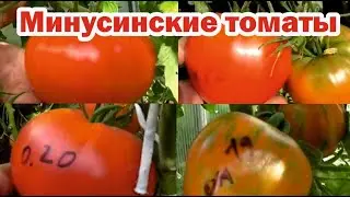 Расскажу за 1 минуту: минусинские сорта томатов
