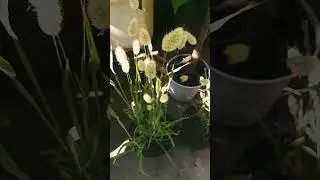 🌾LAGURUS🌾unusual plant🍃🌿 #shorts #lagurus