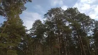Алтайский лес