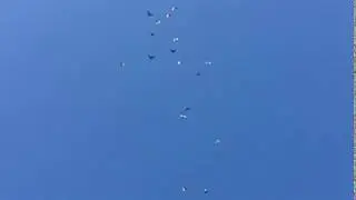 УТРЕННИЙ ВЕТЕР ДЛЯ НИКОЛАЕВСКИХ ГОЛУБЕЙ!