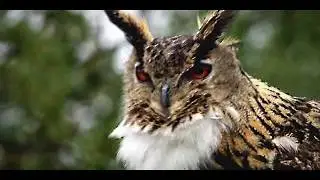 I love animals