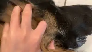 Hi 4K