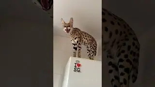 Сняли квартиру с собственной чайкой😳Сева не💩неделю!Чая кормится так, уже 2 года!Хотите покормить?