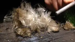 Bushcraft Fire-lighting using Thistle Tinder and Ferro Rod - a4adventure