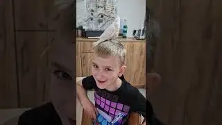 Попугаи,  Домашние животные. Прикольные Видео. Дети и Попугаи. Наш питомец. Миша и Ричи