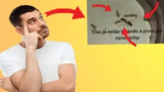 mudança de formigario_olha o que aconteceu!!!