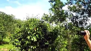 Jeep Safari @ Koh Samui Thailand