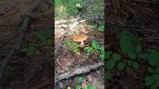 Тихая охота