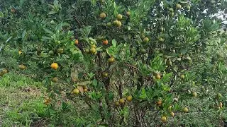 #FRESH KALAMANSI