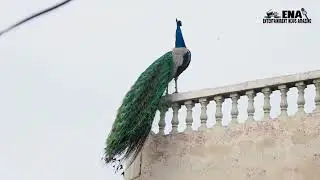 ਮੋਰ  // Nature Lover //  Peacock // ENA /@ena