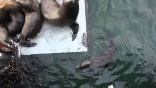 seals 2