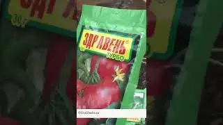 Обзор сортов томат для внучат 