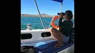 Crossing the Sea to Save Animals! 