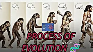 Evolution Explored : From Primordial Past to Diverse Present | SapienSphere|