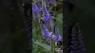 С ДНЁМ РЕСПУБЛИКИ БАШКОРТОСТАН!!!