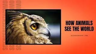 How Animals See The World