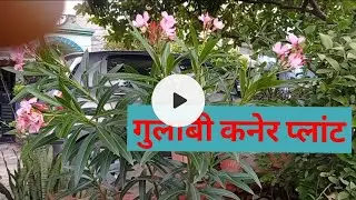 Home Gardening... pink kanere grow care गुलाबी कनेर सदाबहार फूलों का पेड़....