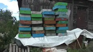 Осушка медовых рамок после откачки.