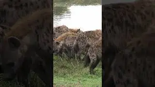 The spotted hyena family lineage is fascinating! 