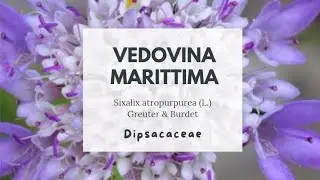VEDOVINA MARITTIMA - Sixalix atropurpurea Dipsacaceae
