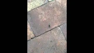 Жучок-паучок дрыгает лапками в Шарм-эль-Шейхе