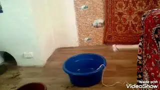 Очистка березовой почки от примеси. Часть 2.