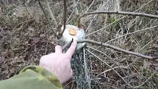 Прививка груши. Результат за сезон.