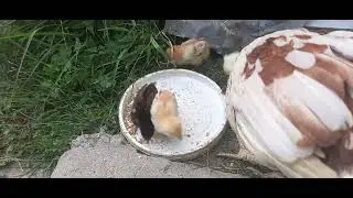 Baby chicks enjoy food #viralvideo #hasnain Murree H.D